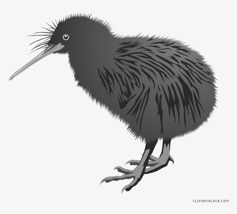 Kiwi Bird Clipart Library Download - Kiwi-vogel Postkarte, transparent png #1068417