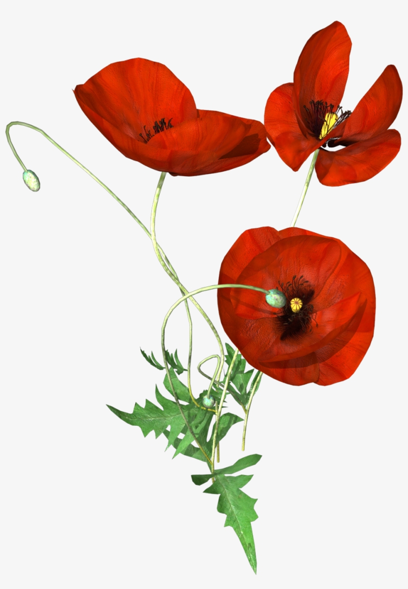 Hand Painted Three Poppies Png Transparent - Portable Network Graphics, transparent png #1068533