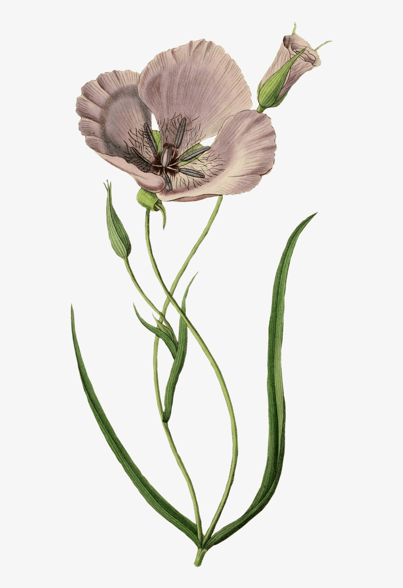 Flowers - Posterazzi Splendid Mariposa Lily Calochortus Splendens, transparent png #1068641