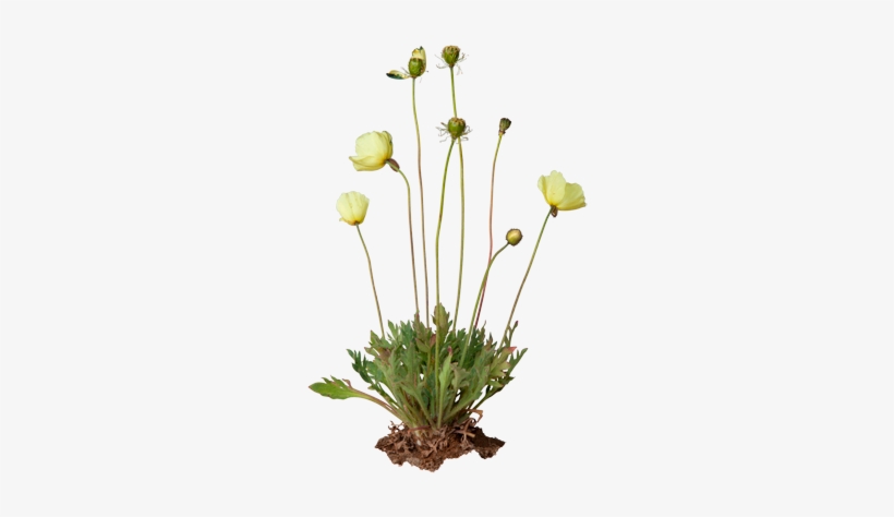 3d View - Arctic Poppy, transparent png #1068662