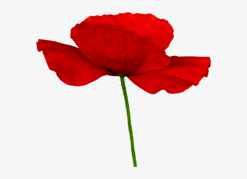 Explore Poppy, Poppies And More - Мак Клипарт, transparent png #1068897