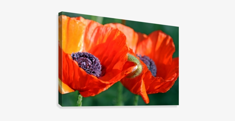 Sunlit Poppies Canvas Print - Oriental Poppy, transparent png #1068920