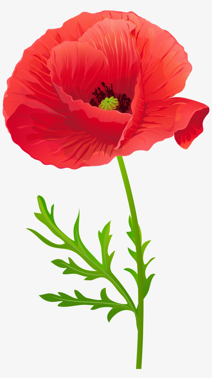 Opium Flower Clip Art Transprent Png Free Source - Clip Art, transparent png #1068980