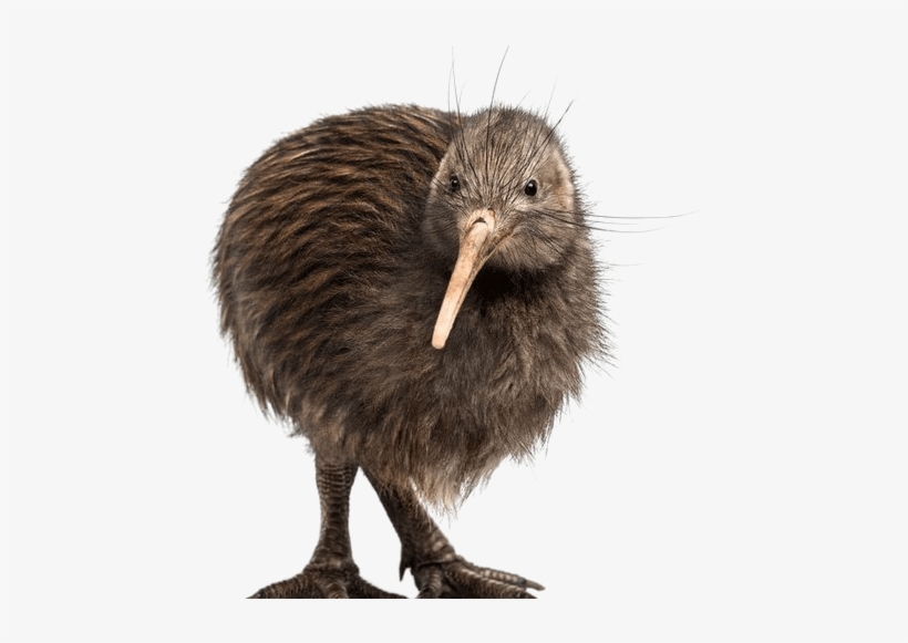 Kiwi Bird White Background, transparent png #1068983