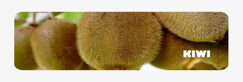 The Kiwi Is An Exotic Fruit Belonging To The Actinidiaceae - Honeydew, transparent png #1069240