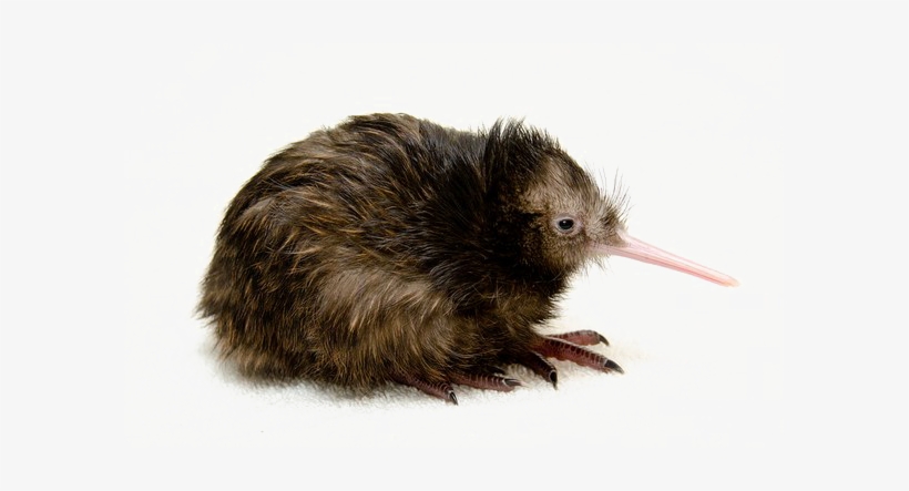 Kiwi Bird Transparent Png - Kiwi The Bird No Copyright, transparent png #1069482