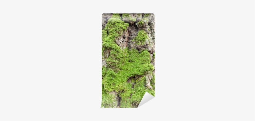 Tree, transparent png #1069958