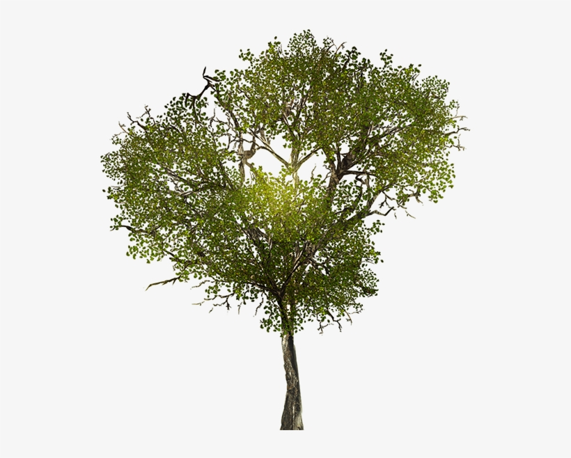 Texture For Large Leafy Branches For Tree Models - Trees For Photoshop Seamless, transparent png #1070354