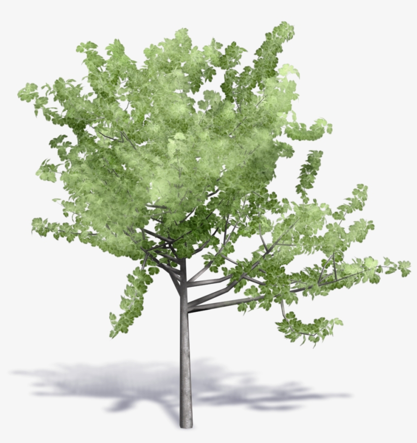 Image Result For Cadblock Birch Tree - Autodesk Revit, transparent png #1070559