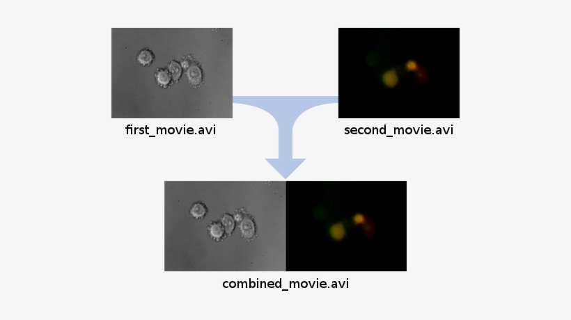 Film, transparent png #1070959