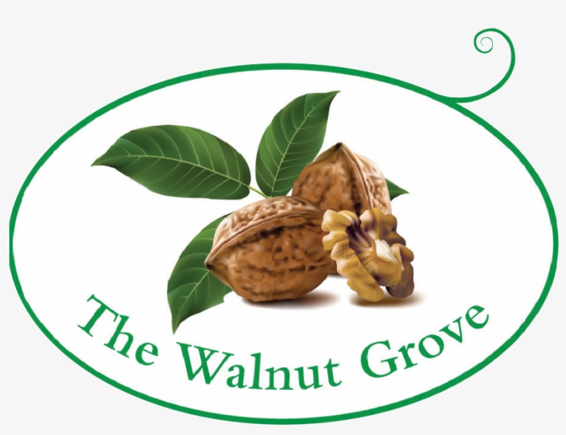 Walnut, transparent png #1071561