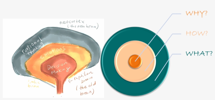 Share "golden Circle" - Brain, transparent png #1071765