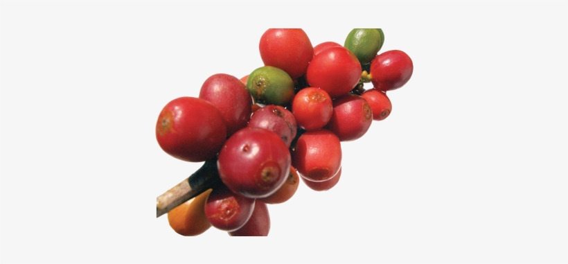 Download Wallpaper Clipart Full Wallpapers - Red Coffee Bean Png, transparent png #1072684