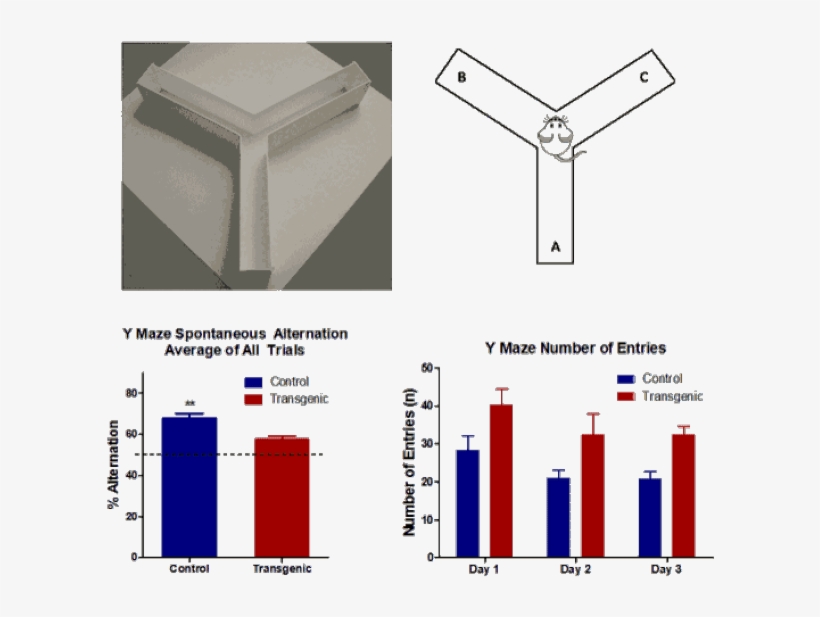 Y Maze Spontaneous Alternation - Mouse Y Maze, transparent png #1073490