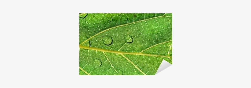 Hoja Al Trasluz Con Gotas De Agua - Drop, transparent png #1073554