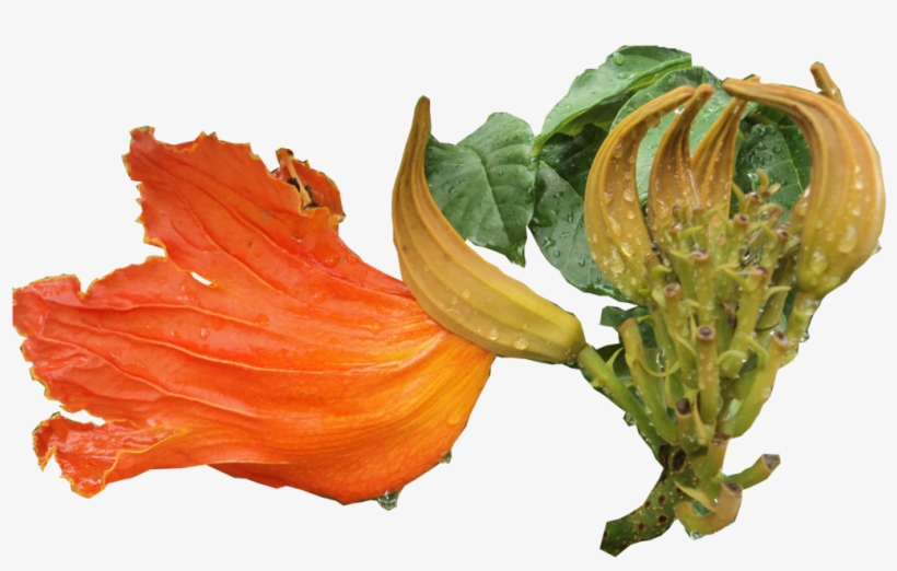 Gotas De Lluvia - Datura, transparent png #1073880