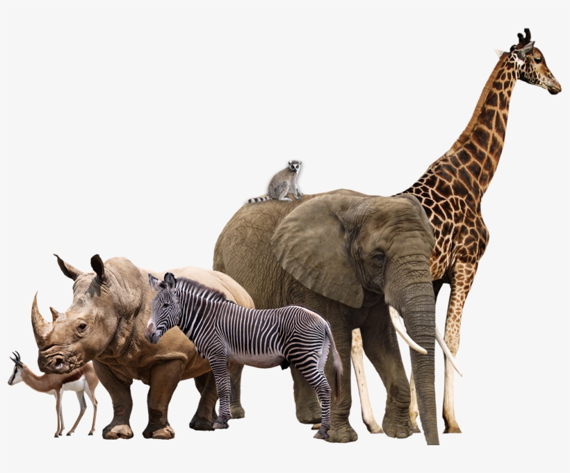 Wild Animals Png Transparent Wild Animals - African Animals Transparent Background, transparent png #1074627