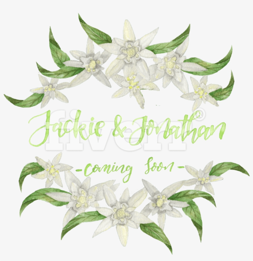 Jasmine, transparent png #1074629