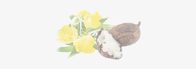 Love Your Skin - Butyrospermum Parkii Butter, transparent png #1074659