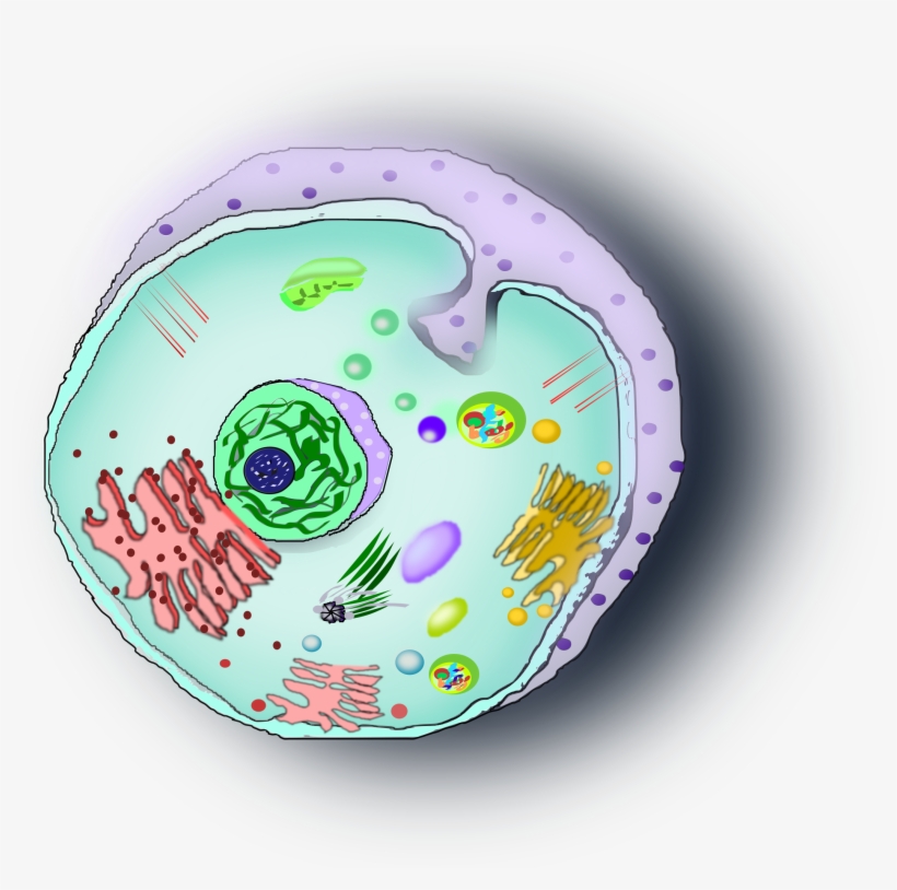This Free Icons Png Design Of Celula Animal, transparent png #1074789