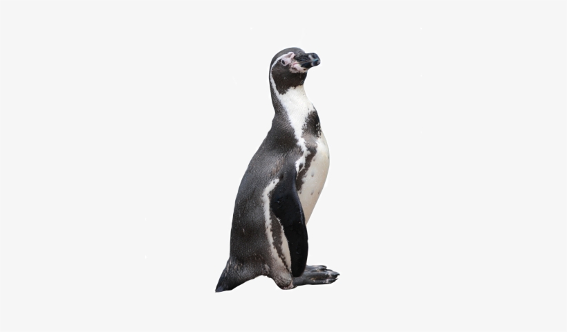 Pinguino - Pingüino Png, transparent png #1074880