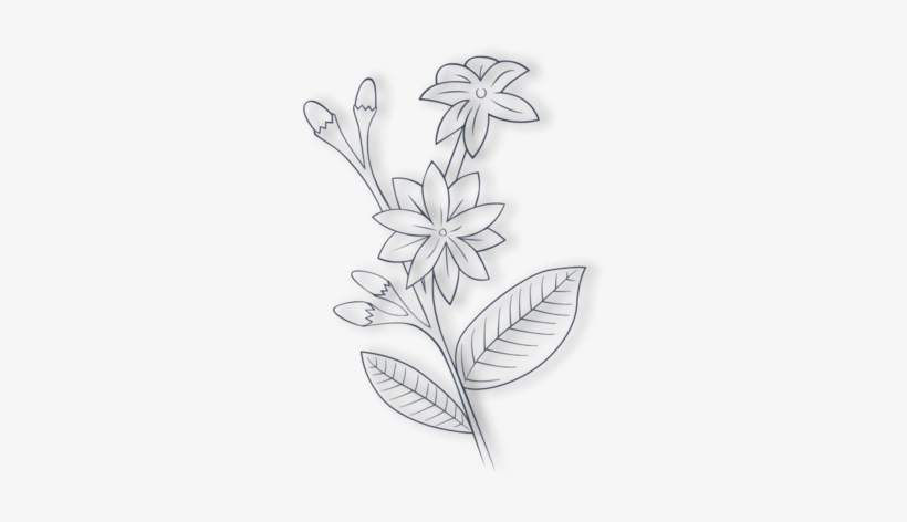 Explore Both The Symbolism And Power Of Roses And Jasmine - Jasmine Flower Drawing, transparent png #1074881