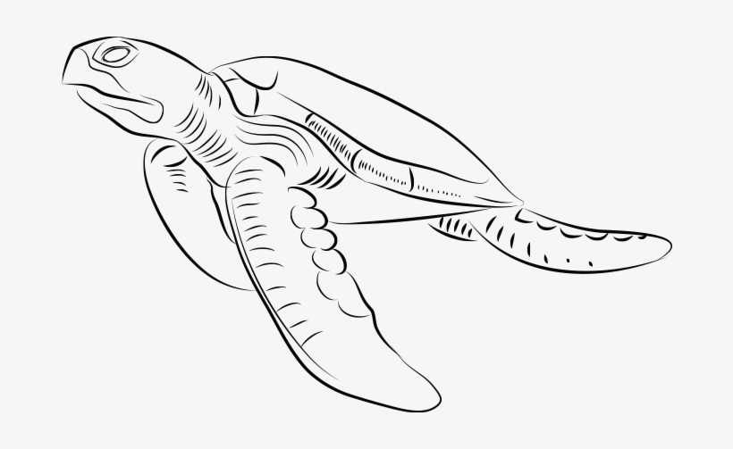 Free Stock Collection Of Sea Swimming High Quality - Sea Turtle Drawing Side View, transparent png #1075330