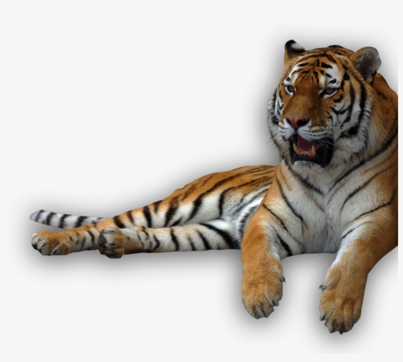 Animal Recents - Tigers Png, transparent png #1075357