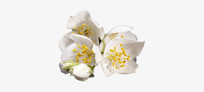 Jasmine - Transparent Musk Flower Png, transparent png #1075378