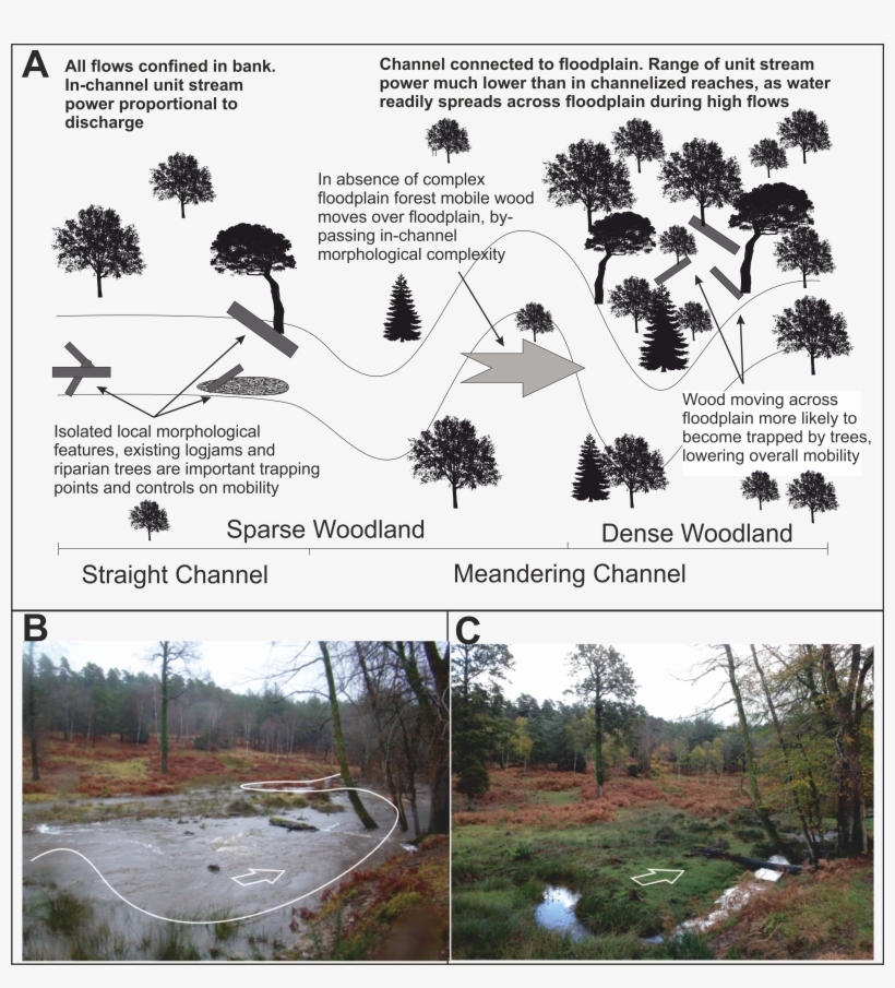 Concept Logmob3 - Attalea Speciosa, transparent png #1076801