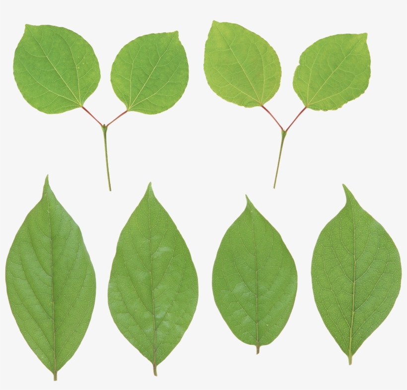 Green Leaf Png - Portable Network Graphics, transparent png #1077183
