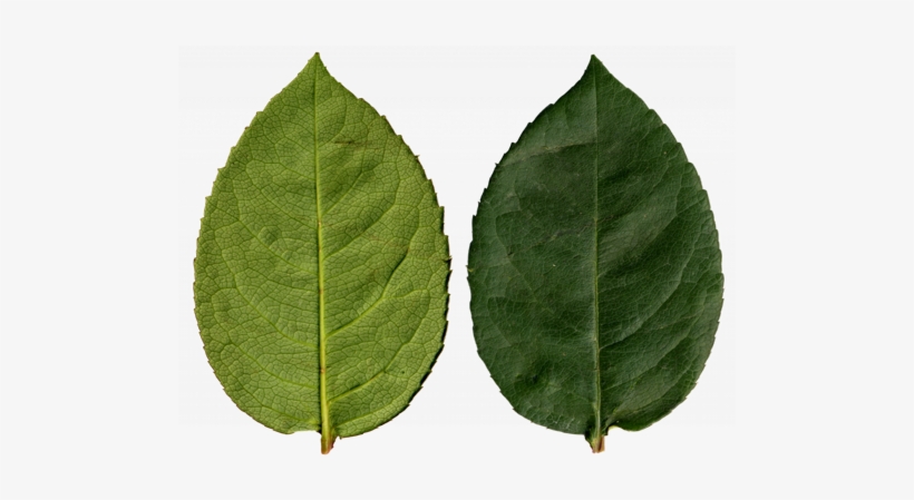 This Is The Base Texture From Where We Built Our Leaf - Renderman, transparent png #1077233
