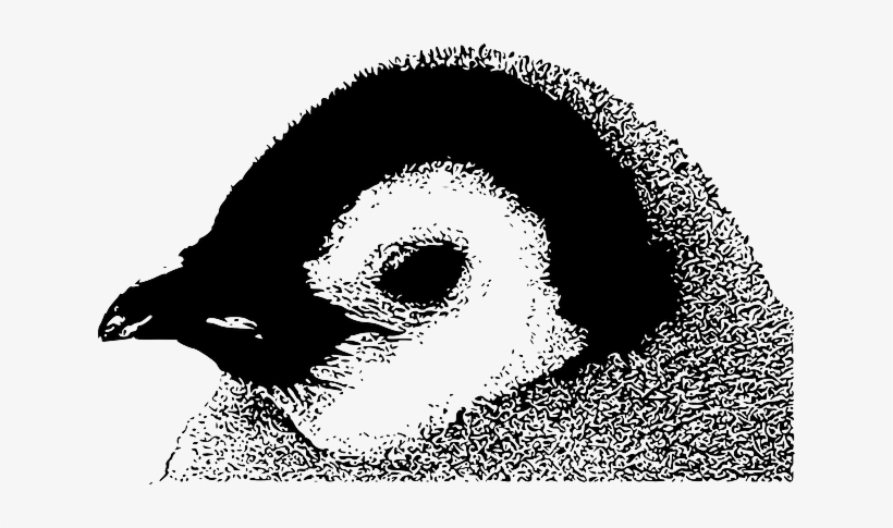 Baby, Head, Emperor, Penguin, Black, Small, Face, White - Emperor Penguin Chick, transparent png #1077235