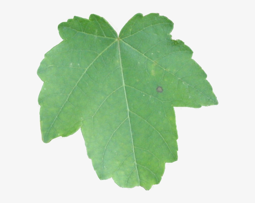Leaf Green Brownspot Tree - Creative Commons License, transparent png #1077281