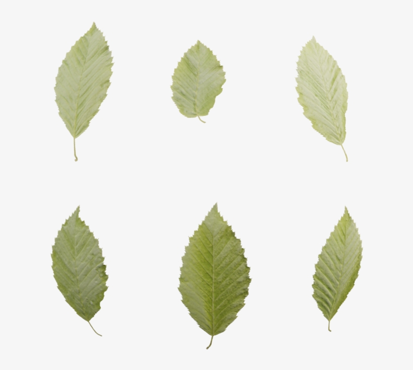 Leaf Set - Sweet Birch, transparent png #1077574