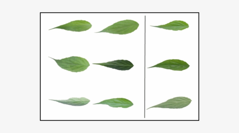 Samples Of Image Class 3 Texture - Swamp Birch, transparent png #1077733