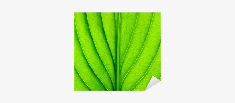 Grass, transparent png #1077757