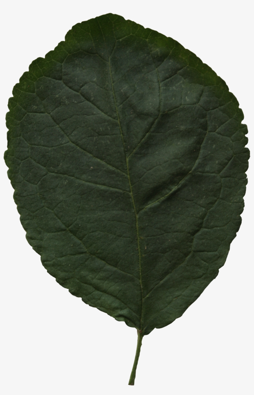 2d Leaves - Leaf, transparent png #1077808
