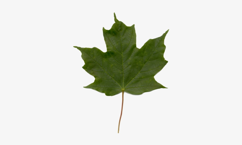 Leaf Texture Png Blender Dokumentation/ Tutorials/ - Maple Tree Leaf Texture, transparent png #1077887
