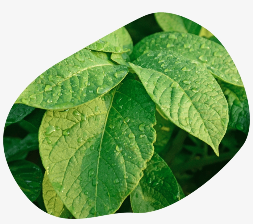 Leaves With Rain Drops - Crop, transparent png #1078279