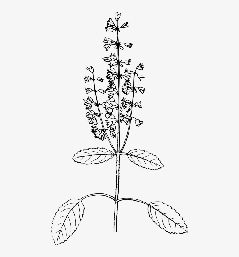 Graphic Free Clipart Holy Medium Image - Holy Basil Herb Drawing, transparent png #1078988