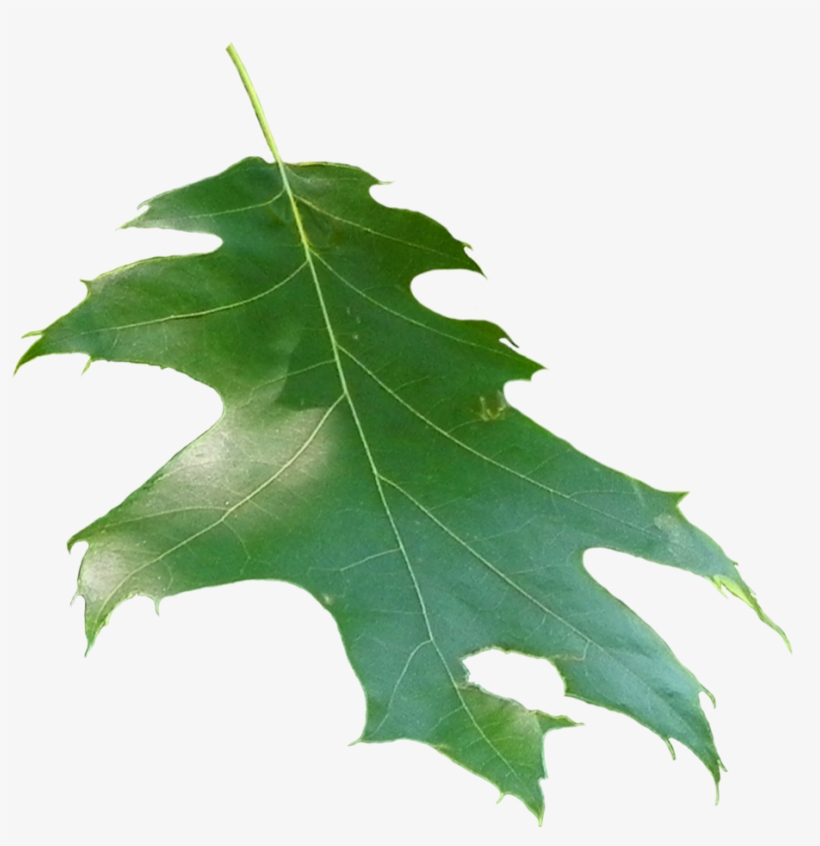 Quercus Rubra Leaf - Oak, transparent png #1079082