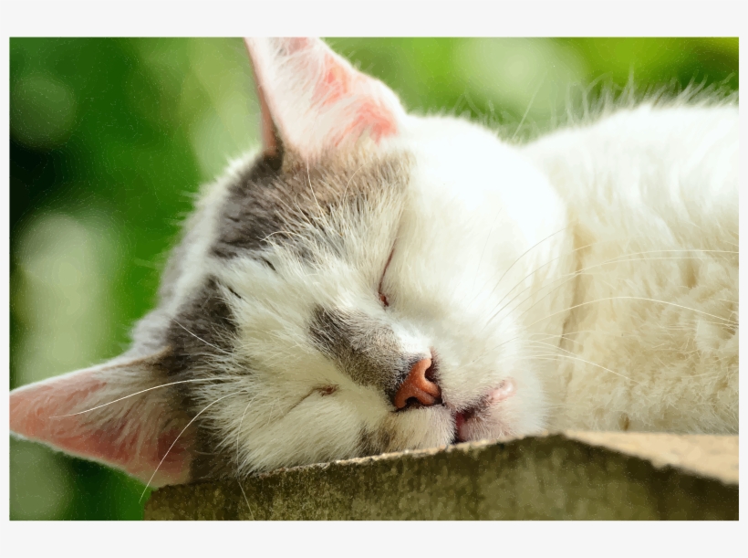 Medium Image - Relax Cat, transparent png #1081118