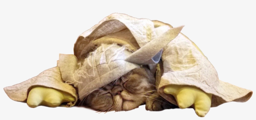 Animala Sleeping Cat - Cat, transparent png #1081268
