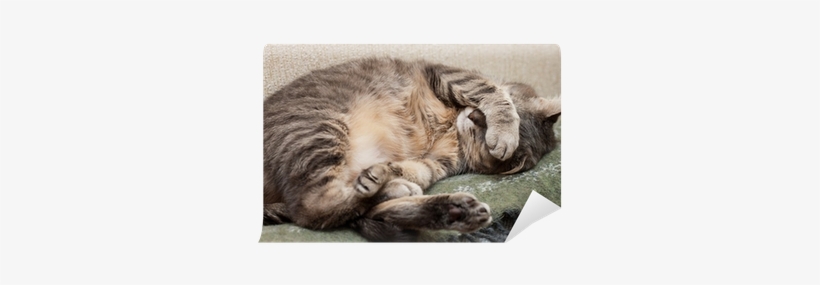 Bin Platt, transparent png #1081301