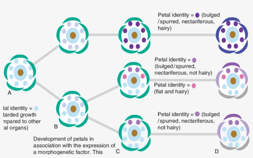 Schematic Sequence Of Events During Floral Development - Circle, transparent png #1081519