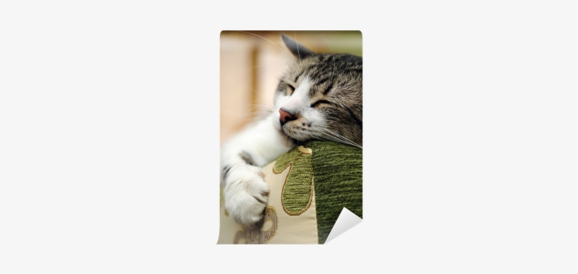 Cat, transparent png #1081907