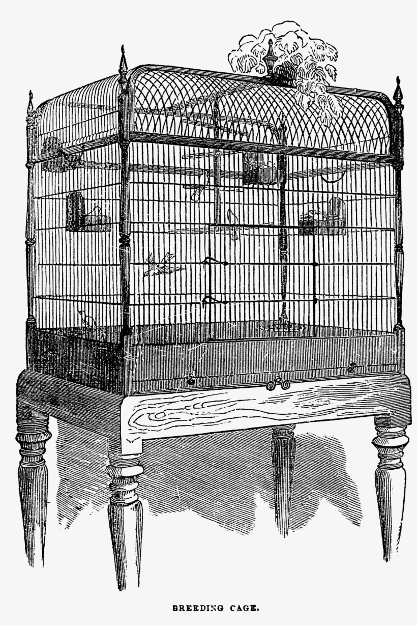 Birdcage Clipart Vintage Birdcage - Birdcage, transparent png #1083008