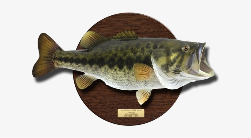 For Information Or To Order, Simply Call 942-1417 Or - Bass Fish On Plaque, transparent png #1083150