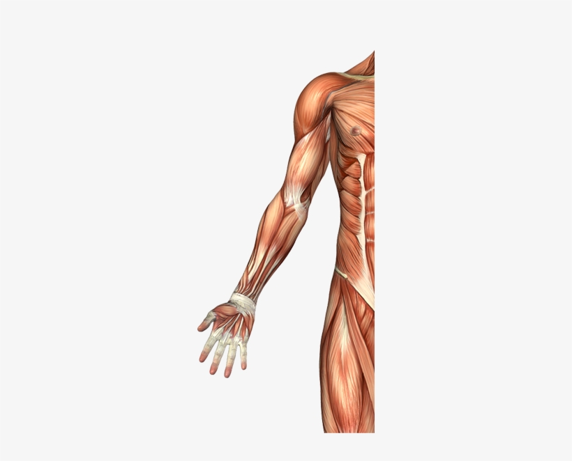 Biceps Brachii Muscle - Male Arm Muscle Anatomy, transparent png #1084861